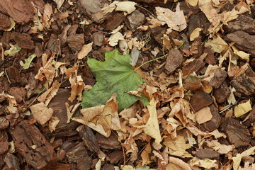 Dry autumn leaves on the ground background texture