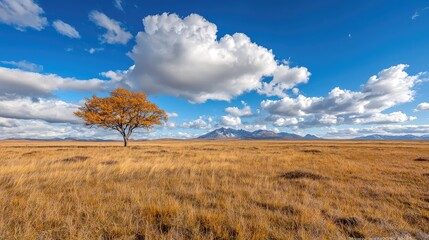 Obraz premium Lonely autumn tree in vast field, mountains background