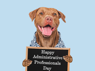 Happy Administrative Professionals Day. Cute dog and congratulatory inscription. Closeup, studio...