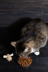 A young cat eats dry food close up
