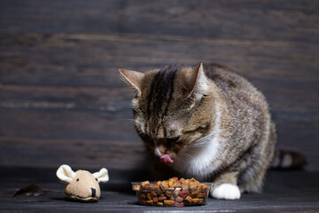 A young cat eats dry food close up