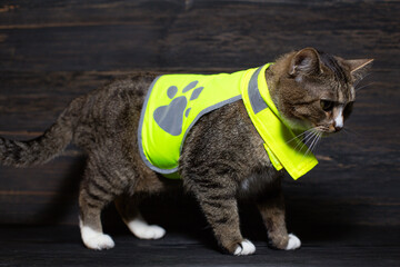 A young cat in a reflective vest