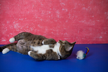 A young cat plays with a toy