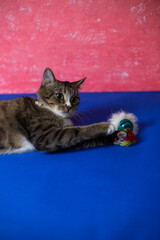 A young cat plays with a toy