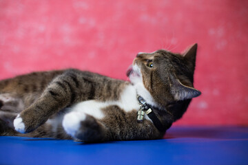 A young cat plays with a toy