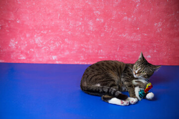 A young cat plays with a toy