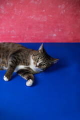 A young cat plays with a toy