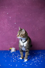 A young cat sits on a beautiful background