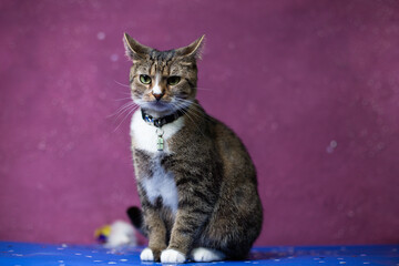A young cat sits on a beautiful background
