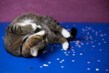 A young cat lies on a beautiful background