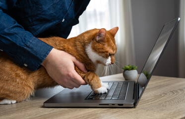 A man helps a cat press the keys of a laptop. Playing and joking with pets. Anonymity on the...
