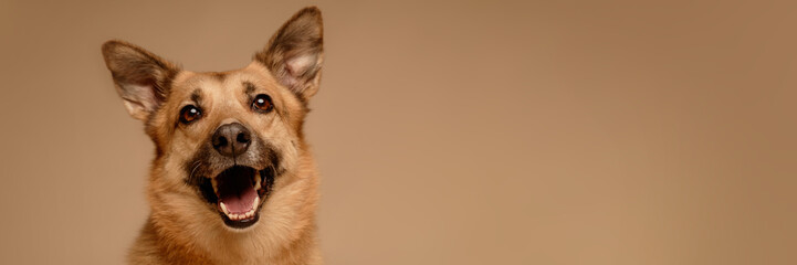 Close-up of a German Shepherd smiling and looking upward with joy on their face Cheered dark eyes...