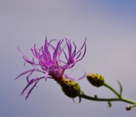bumblebee on a thistle