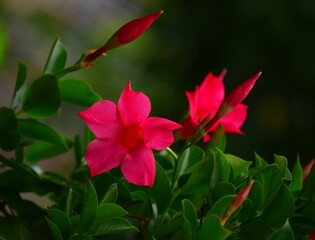 red flower in the garden
