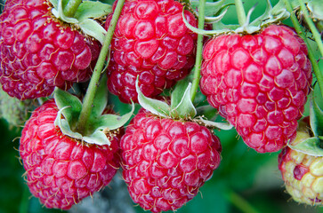 Ripe raspberries on a green stem with leaves. Close-up