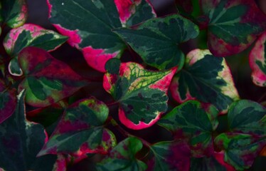 red and green