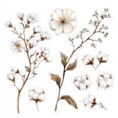 Watercolor cotton flowers and branches; botanical illustration; white background; design element