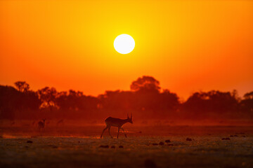 Antelope at sunset on the savanna