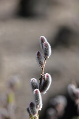 猫の尻尾に似た花