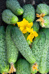 fresh cucumbers in bulk on wet soil