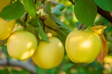 Branch of apple tree with yellow fruits