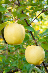 Branch of apple tree with yellow fruits
