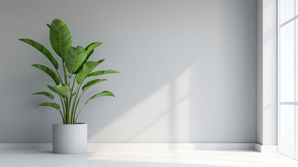 Minimalist room with plant, bright light, modern interior