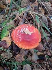 Wild forest red mushroom