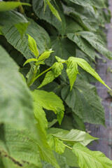 A close-up of raspberry plants with textured leaves serrated edges and vibrant green color. Beautiful natural background.
