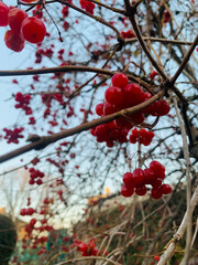 Bright red berries adorn bare branches under a clear sky in a tranquil garden. The scene captures the beauty of late autumn's natural colors and textures