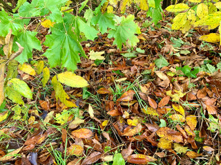 Bright yellow and orange leaves cover the ground in a forest, blending with green foliage. The scene reflects the beauty of autumn as nature transitions