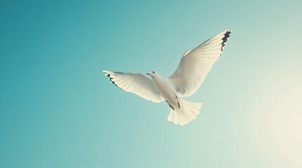 Fototapeta premium Seagull soars through bright blue sky with wings spread wide, creating minimalist composition with clean bright background and natural lighting in peaceful atmosphere.