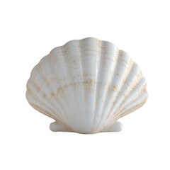 a white shell with a brown stripe on it