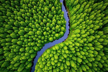 Obraz premium Aerial view of a winding river cutting through lush green forest.