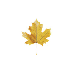 Obraz premium a single leaf is shown on a white background