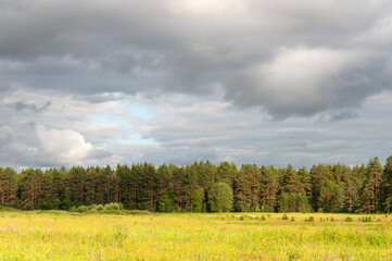 Green meadow on pine forest background, cloudy sky, summer evening