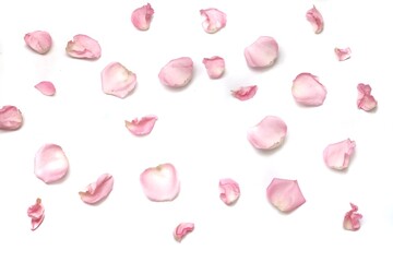Blurred a group of sweet pink rose corollas on white isolated with copy space and softy style 
