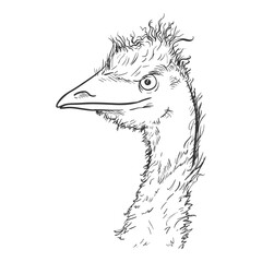 Sketch Head of Emu Illustration