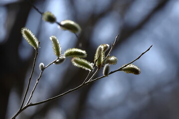 猫の尻尾に似た花