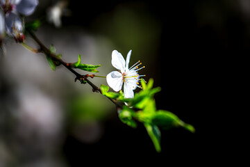 kwiat 003 © Seba73r