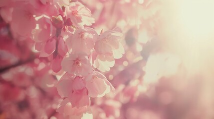 Fototapeta premium Serene Sakura Blossom Garden: Dreamy Pink Fantasy with Butterflies, spring landscape concept