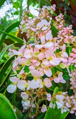 pink and white flowers