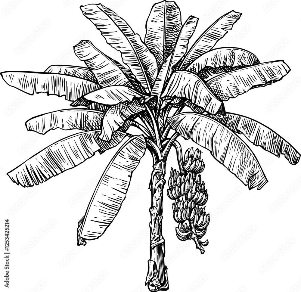 Canvas Prints banana tree with fruits ink sketch.