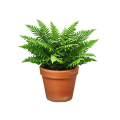 Obraz premium Lush Green Fern in Terracotta Pot - Indoor Plant