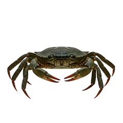 Crab isolated image and sea animale on white background.