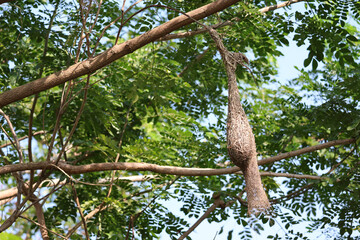 Close up nest bird from leaf dry in nature garden on tree