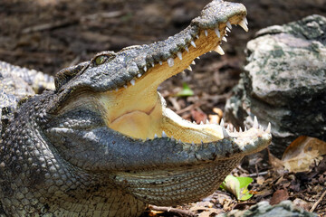 Close up crocodile is action show head