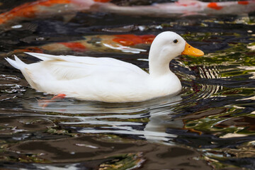 The white Duck is stay in nature garden