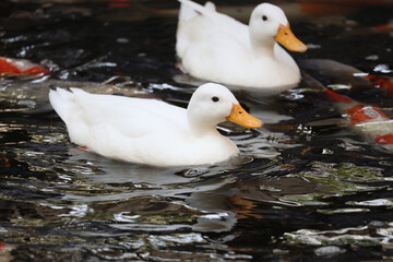 The white Duck is stay in nature garden