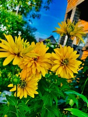 yellow flowers in the garden